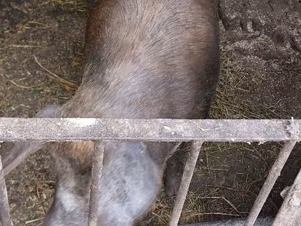 母猪, Pigs