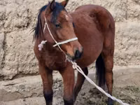 घोड़ी, Kyrgyz Horse — फ़ोटो 1