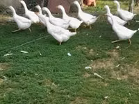 Geese — الصورة 1