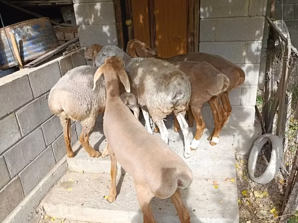Schaf, Arashan sheep