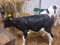 Bulle, Russian Black pied cattle — Foto 3