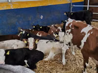 Buqa, Simmental cattle — 1-rasm