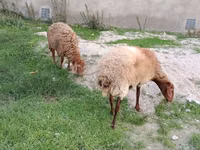 Qoyun, Qoyunlar — foto 2
