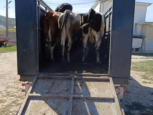 Vaca, Ganado vacuno