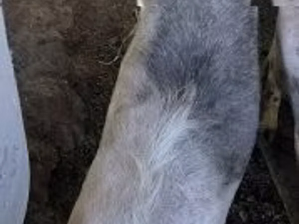 Capră, Capre
