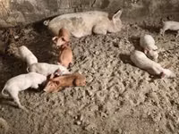 Schweine (Partie, Geschlecht nicht angegeben), Schweine — Foto 8