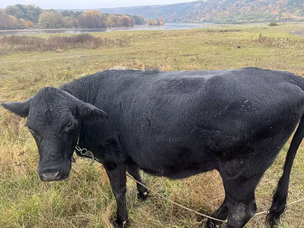 Vaca, Raza Jersey