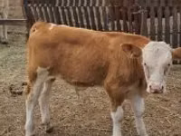 Bull, Simmental cattle — photo 2