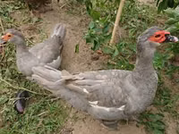 Ducks — फ़ोटो 5