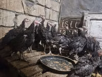 برونز — الصورة 2