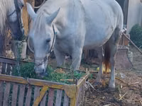 Iapă, Cai — foto 5