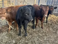 Buğa, Aberdin – Angus — foto 1