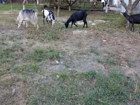 Capră, Capre — foto 1