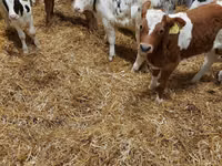 Bovine (lot, sex nespecificat), Simmental cattle — foto 2