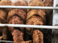 Bovins (lot, sexe non indiqué), Simmental cattle — photo 5