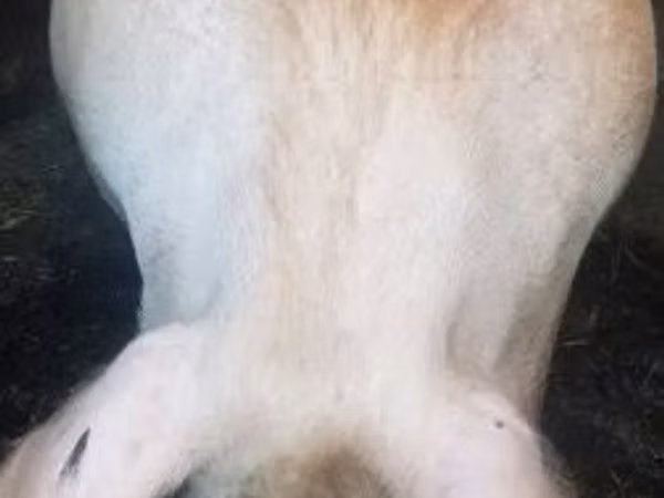 Porci (lot, sex nespecificat), Porci