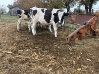 Bou, Russian Black pied cattle — foto 1