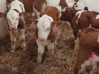 Touro, Simmental cattle — foto 5