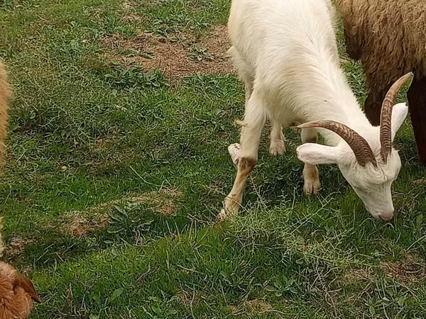 Chèvre, Saanen goat