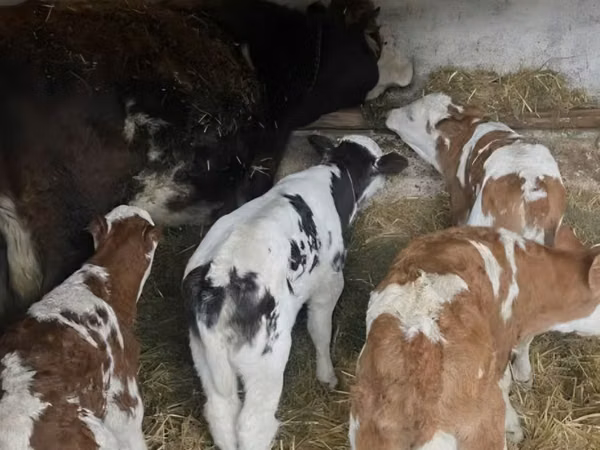 Bulle, Russian Black pied cattle — Republik Moldau