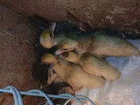 Ducks — Foto 1