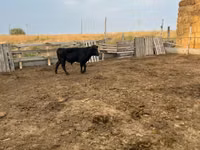 Vaca, Aberdeen-Angus — foto 1