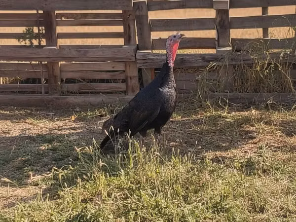 Norfolk Black