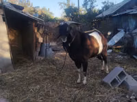 Țap, Nubian Goat — foto 2