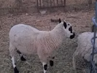 Bélier, Cerry Hill sheep — photo 7