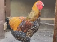 Виандот — сүрөт 3
