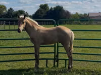 At, Rocky Mountain Horse — foto 8