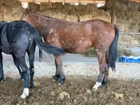 公马, Horse breed — 照片 2