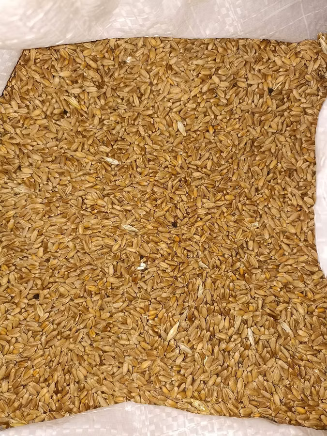 Vind griu 500 kg.