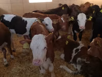 أبقار (دفعة، الجنس غير محدد), Simmental cattle — الصورة 1