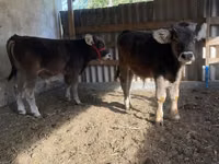 Qoramol (partiya, jinsi ko‘rsatilmagan), Swiss cattle — 4-rasm