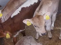 Toro, Simmental cattle — foto 3