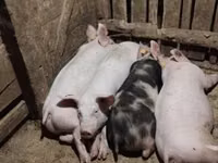 Scroafă, Porci — foto 5