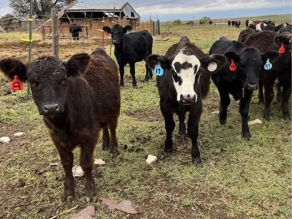 Bovine (lot, sex nespecificat), Aberdeen-Angus