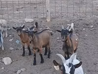 تيس, Pomellata goat — الصورة 2