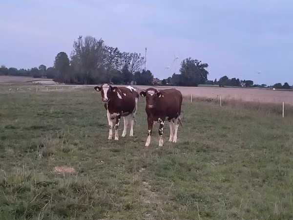 بقرة, Simmental cattle