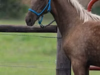 Aygʻir, Black Sea breed — 4-rasm