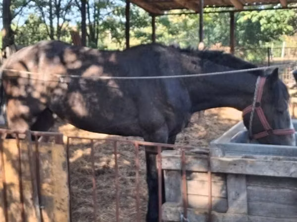 公马, Horses