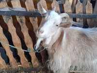 Goat, Goats — photo 2