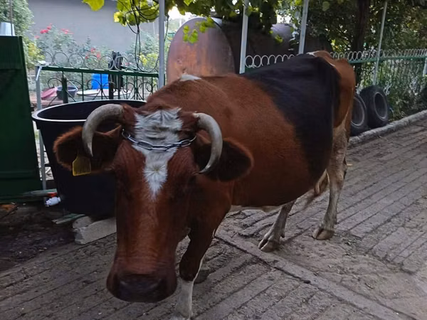 Vacă, Simmental cattle