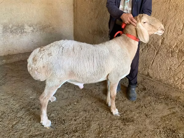 Berbec, Arashan sheep