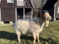 Goat, Toggenburg goat — photo 5