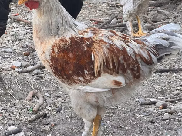 Chickens