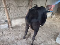 Vacă, Bovine — foto 4