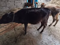 Sigir, Qoramol — 3-rasm