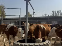 मवेशी (लॉट, लिंग निर्दिष्ट नहीं), Simmental cattle — फ़ोटो 1